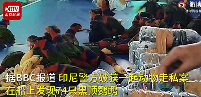 可怕！印尼74只珍稀鹦鹉被塞进塑料瓶走私 残忍画面网友直呼心疼