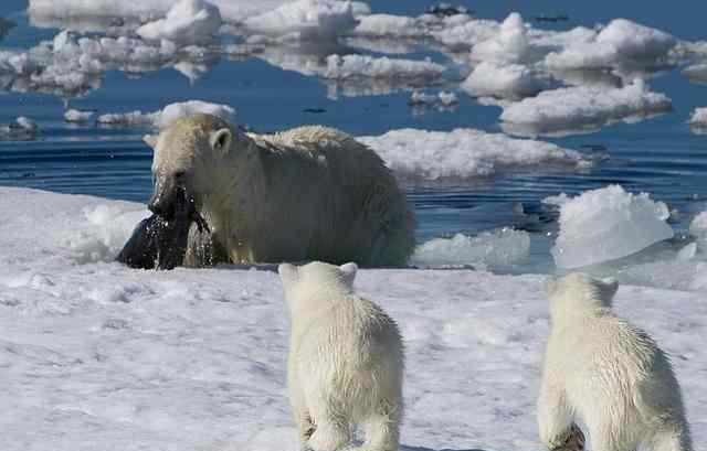 神武拯救北极熊 【枪声响起，没有赢家】北极熊或将在2100年灭绝 怎么拯救?难点何在?