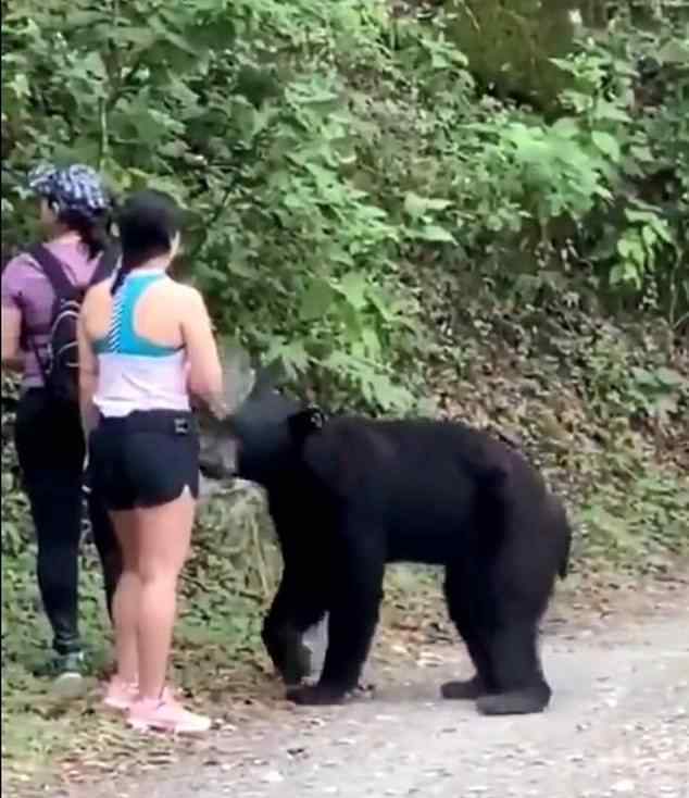 熊抱 3名女子路遇黑熊被熊抱什么情况?怎么回事?终于真相了,原来是这样!