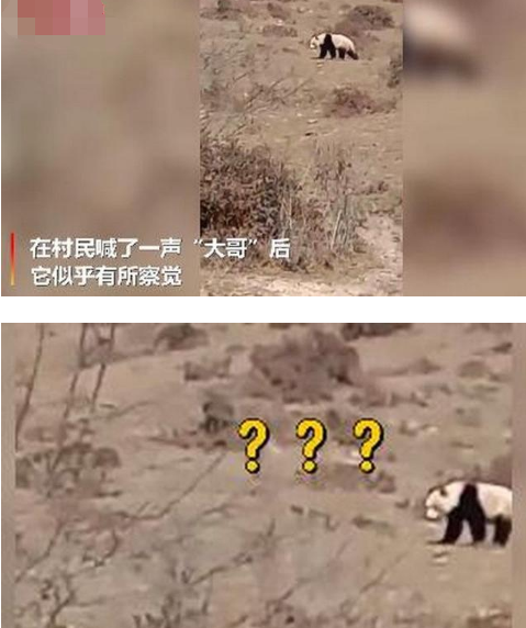 四川一村民山坡上偶遇“国宝”大熊猫兴奋不已 随后脱口而出大哥引发爆笑一幕