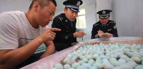 云门事件 警方查获白鹭鸟蛋 原来是三个贼在云台山上偷的 竟然有410枚之多