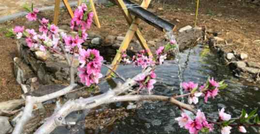 桃花节 人间三月芳菲尽 沂源桃花岛桃花节开幕