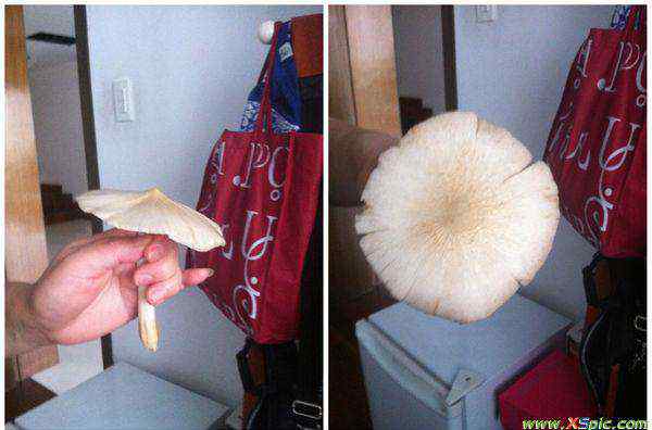 白色蘑菇叫什么 如图所示的白色伞状的白色野生蘑菇（野生菌）叫什么名字?