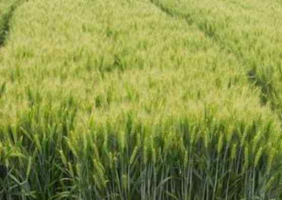 红日阿康 玉米底肥啥复合肥最好品牌介绍，如何配比底肥，玉米复合肥可以种小麦吗