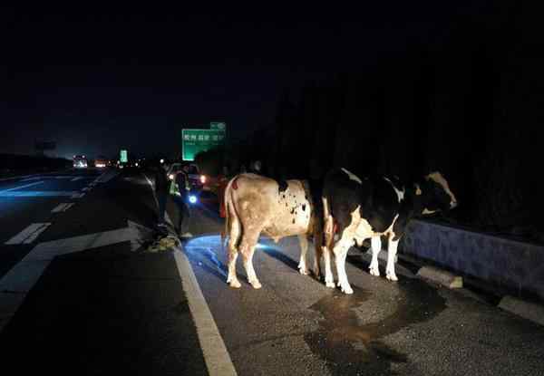 上海兰博基尼警车 “大牛”上了高速公路，真把自己当兰博基尼呢…