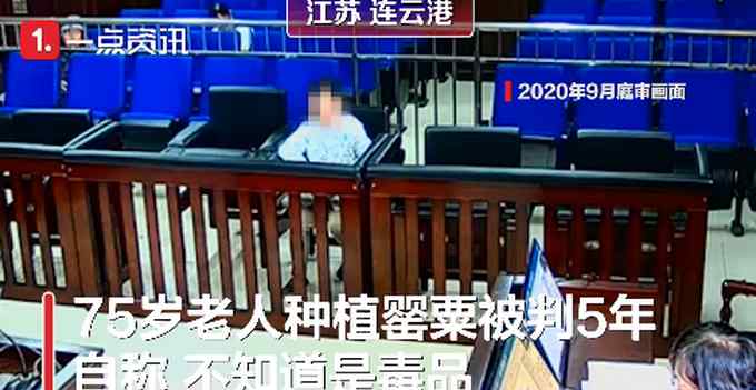 75岁老人误种罂粟被判5年 家有4104株幼苗 家属：直到被抓才知不是花