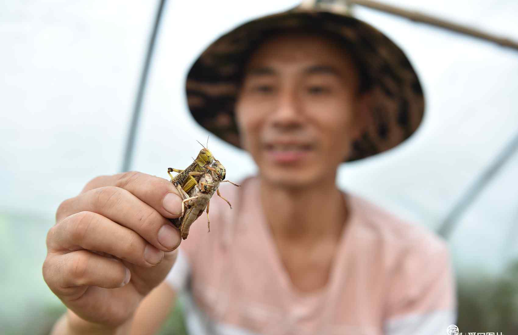 养蚂蚱 山东日照一村民养蚂蚱一年卖20多吨 秘方“蚂蚱酱”成爆款美食