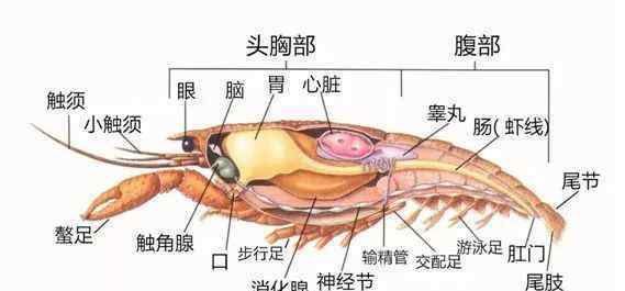 在中国丢脸的侵略物种 我国已发现660多种外来入侵物种，小龙虾曾上榜入侵物种名录！但……