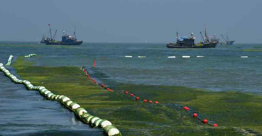 浒苔打捞船 青岛设置40公里海上拦截网 精准打捞清理浒苔
