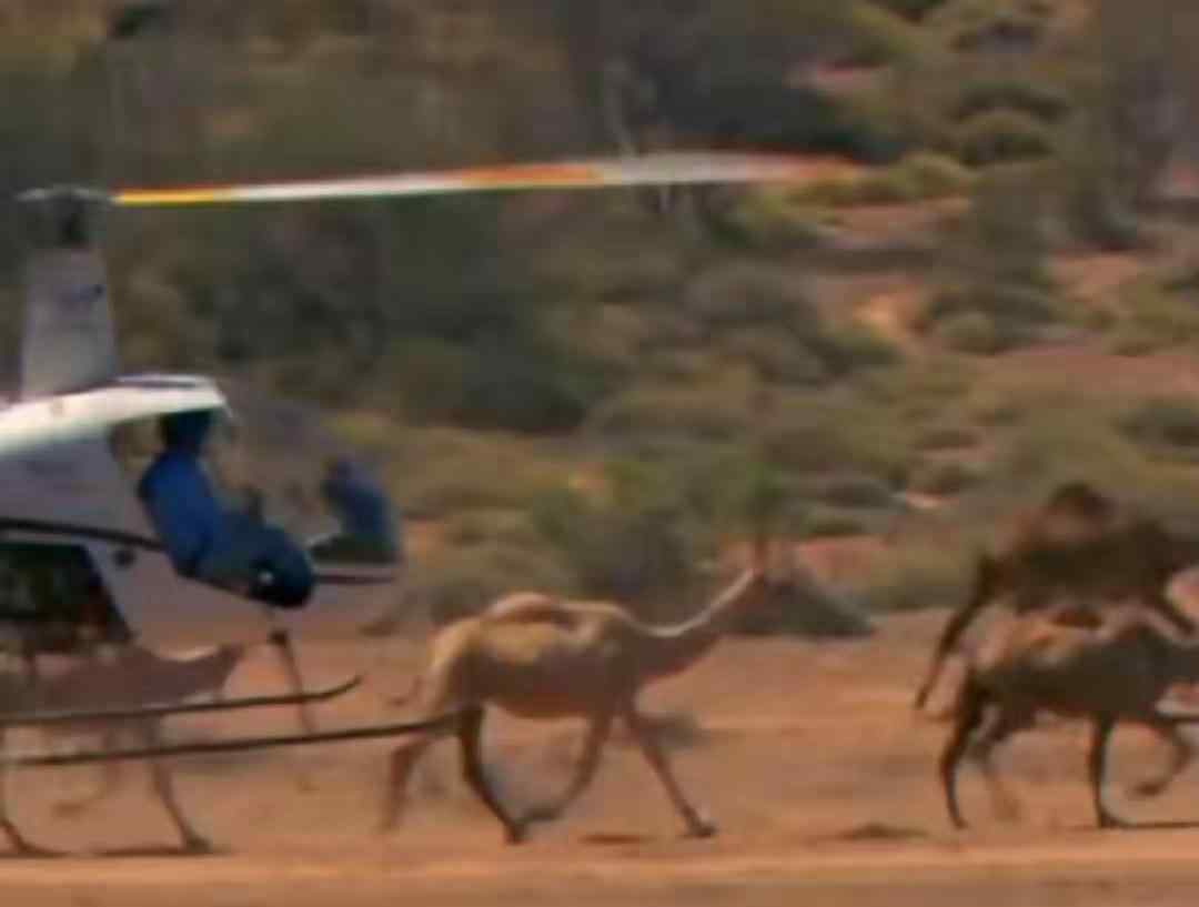 一什么骆驼 澳杀5000头骆驼 一共需要射杀多少 射杀原因是什么？