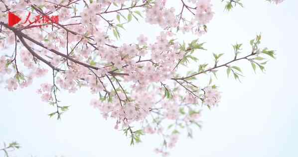 武汉东湖樱园樱花 宅在家里赏樱花！武汉东湖樱园樱花 唯美大片那你走进那片樱花海