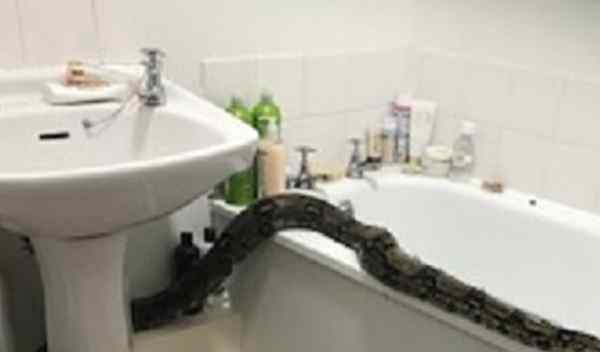 巨蚺 浴室惊现2.4米长巨蟒 英国女子报警求助