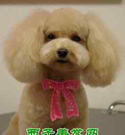 贵宾犬的造型 泰迪狗最可爱的发型造型图片