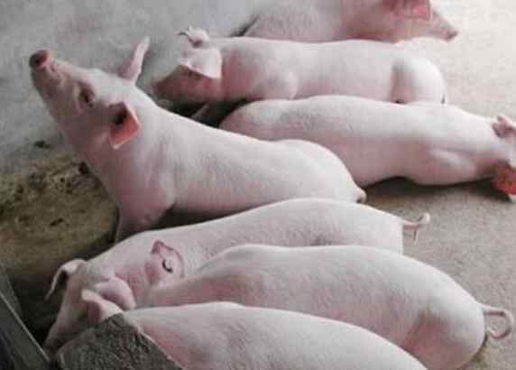 养50头猪国家补贴多少 养猪规模达到多大国家才有补贴，养猪规模养殖场标准
