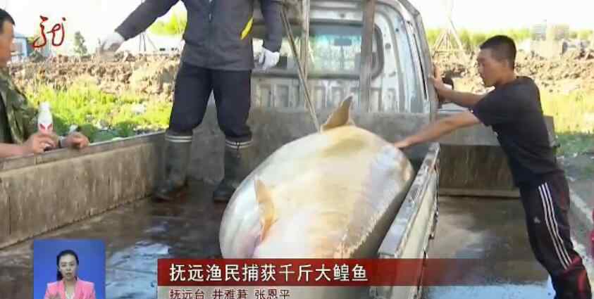 大鳇鱼 个头比人还大！渔民捕千斤大鳇鱼 重达1028斤卖了20万元