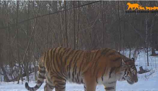 东北虎还有多少只 稀有！吉林东北虎豹影像曝光 东北虎还有多少只在中国