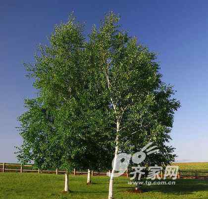 西南桦木 家具材种百科：西南桦木树种介绍