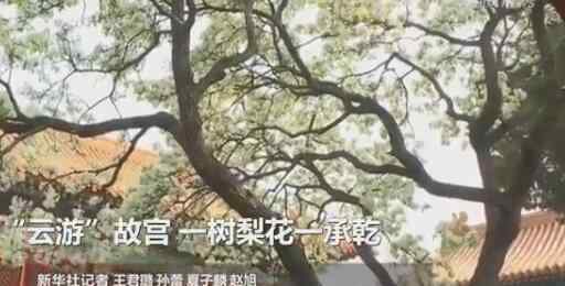 承乾宫 云游！故宫承乾宫梨花盛开 一树梨花一承乾带你感受春色满园