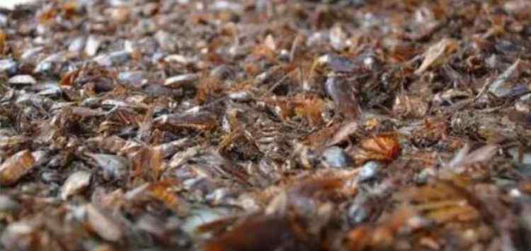蟑螂粉 这个地方养3亿只蟑螂 每天吃掉15吨餐厨垃圾，粉碎蟑螂粉喂鸡