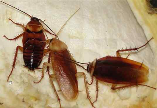 如何快速去除蟑螂 蟑螂繁殖速度到底有多快 快速消灭蟑螂的方法