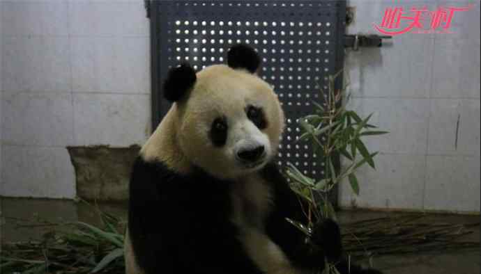 熊猫苏苏因病去世 熊猫苏苏因病去世 终究未能挺过这次病痛