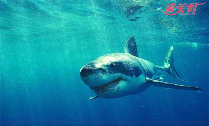 鬼鲨 鬼鲨堪称深海奇葩，精子可以存活数年之久
