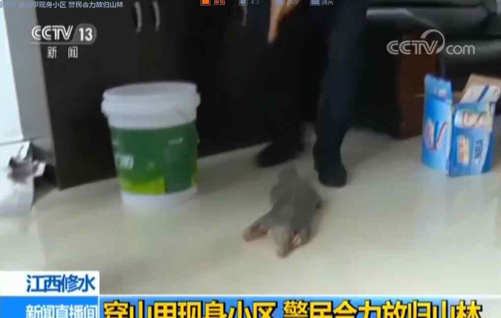 葫芦娃穿山甲 没找到葫芦娃?雌性穿山甲现身小区 居民报警进行救助