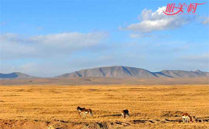 可可西里申遗 可可西里申遗成功 有着举世无双的生物多样性