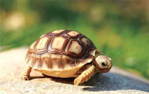 苏卡达陆龟 苏卡达陆龟如何饲养 饲养苏卡达陆龟的6个方法