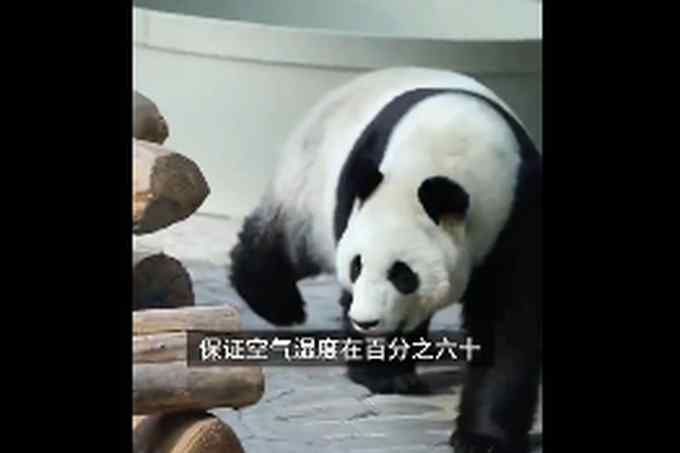 原来大熊猫在东北是这样过冬的 网友感叹：不愧是国宝！