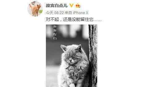 猫狗兽 “猫狗兽”诞生？猫咪中毒输狗血 平时水火不容关键时刻竟成了恩人