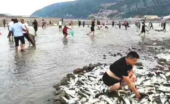 螺狮青 浙江惊现飞鱼奇观 边密密麻麻地蹦跶 吸引众多市民抓鱼