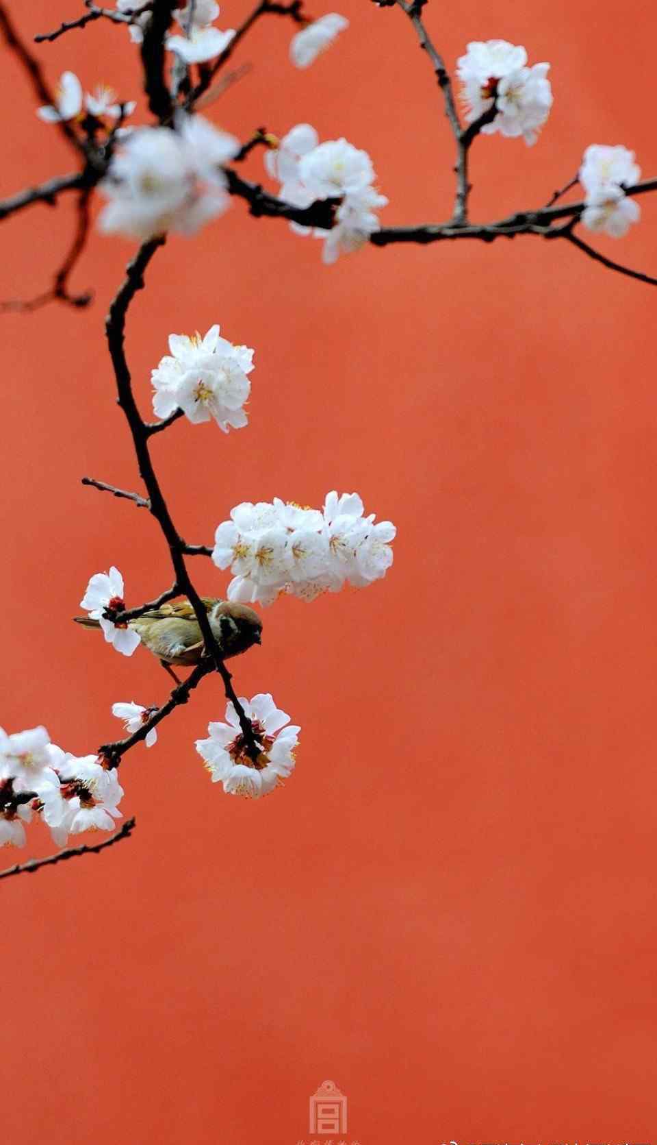 樱花分期 樱花浪漫，桃花灼灼，却不若“杏花春雨杨柳风，红墙绿瓦宫门重。...