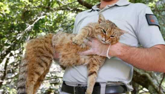 法国发现狐猫 是狐喵本喵！法国猫科新物种神秘高冷 偷鸡被困被意外发现