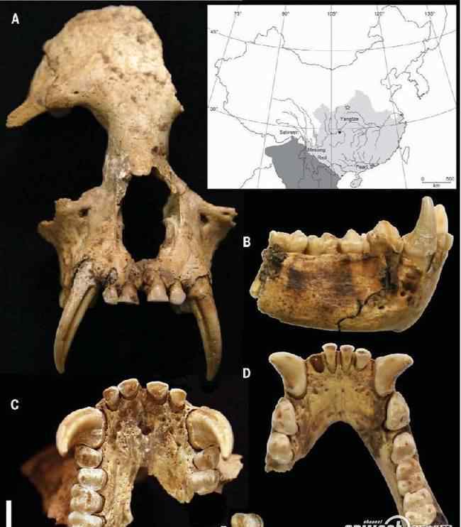 秦始皇祖母陵 秦始皇祖母陵园现已灭绝长臂猿遗骸 如今长臂猿生活空间急剧萎缩