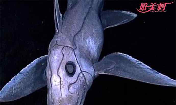 鬼鲨 鬼鲨堪称深海奇葩，精子可以存活数年之久