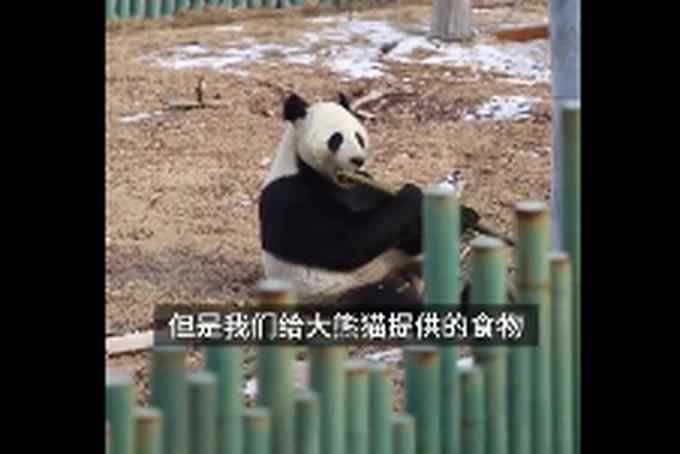 原来大熊猫在东北是这样过冬的 网友感叹：不愧是国宝！