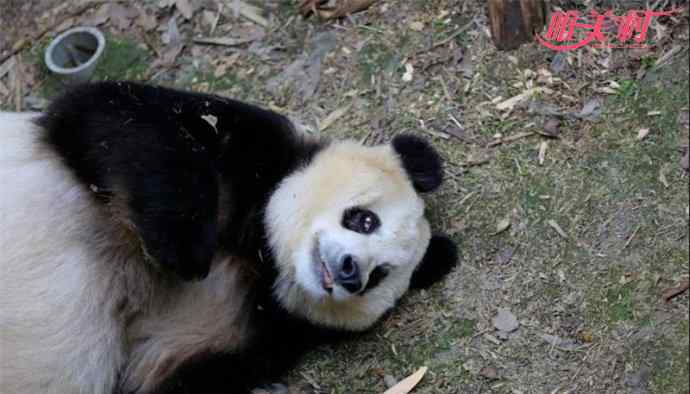 熊猫苏苏因病去世 熊猫苏苏因病去世 终究未能挺过这次病痛