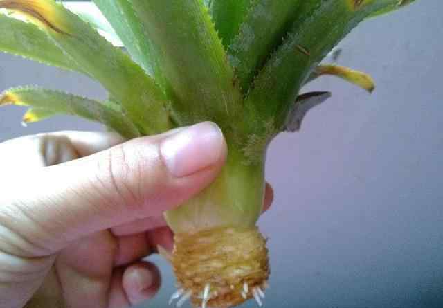 菠萝头怎么种水培 菠萝头以后不要扔了，轻松几步就能种出小盆绿植！