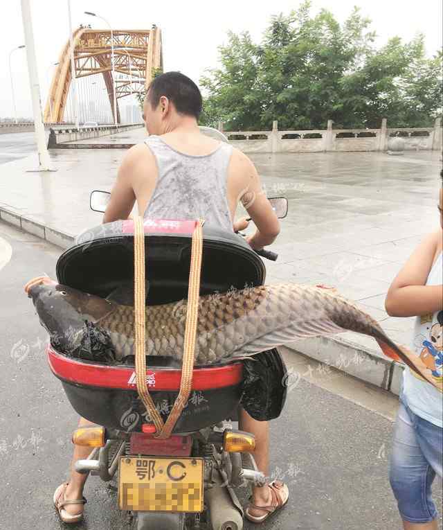 郧阳汉江大桥 本想钓鱼被鱼钓走！大鱼拖走鱼竿 郧阳汉江大桥盛产大鱼