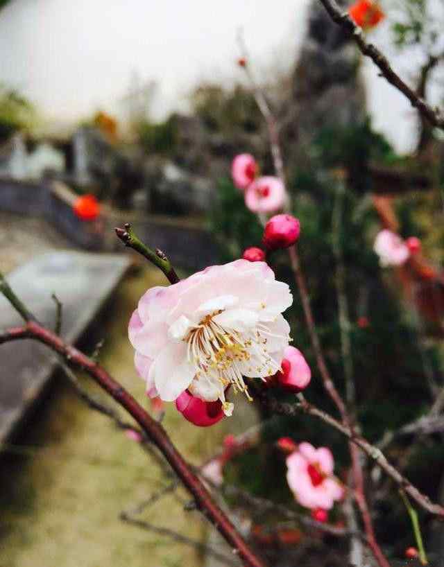 不修罗汉修梅花 买一楼被笑傻，不知我在100平小院种花养鱼多惬意