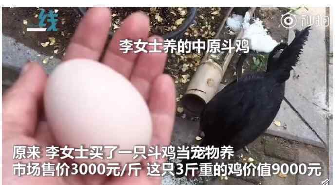 宠物鸡 惊呆了!9000元宠物鸡被偷什么情况?详情始末曝光这真相让人想哭