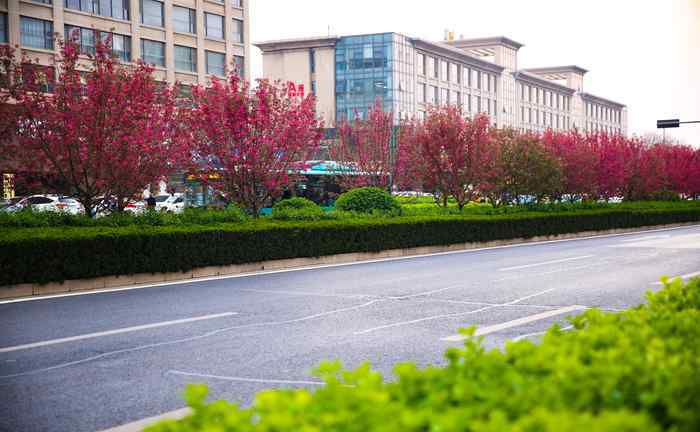 赏花感言 赏花明湖东路 感受“一步一景、步移景异”