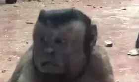 这个猩猩不太萌 笑翻了！猴子藏人类灵魂 丑萌十足的"人脸猴身"令无数明星躺枪