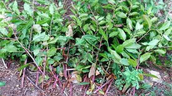 野麻草 摘野菜住进ICU 紫红色根茎“野天麻草”学名商陆毒性强