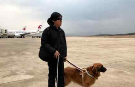 导盲犬图片 盲人带导盲犬被拒 被空姐赞为“最漂亮的金毛”仍屡屡被拒