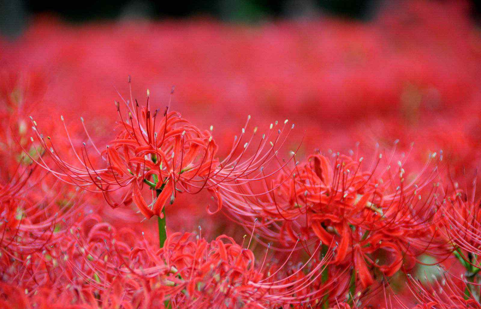 彼岸花的花语 彼岸花传说的由来 彼岸花花语是什么