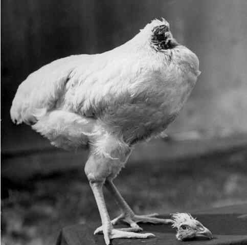 1945年无头女子 太不可思议了！无头鸡存活一周 曾有无头鸡活了18个月堪称奇迹