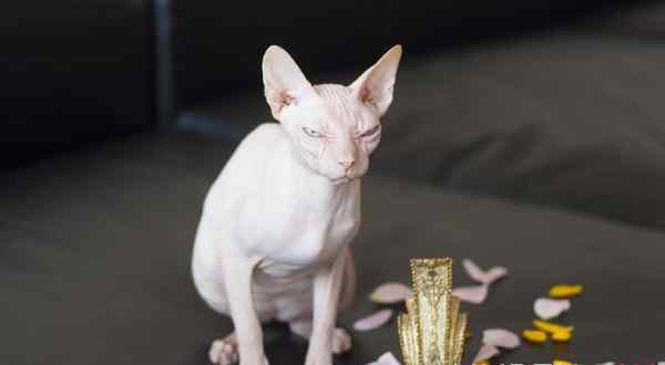 霍思燕家的猫 霍思燕家的无毛猫品种价格介绍 这种无毛猫你会被吓到吗