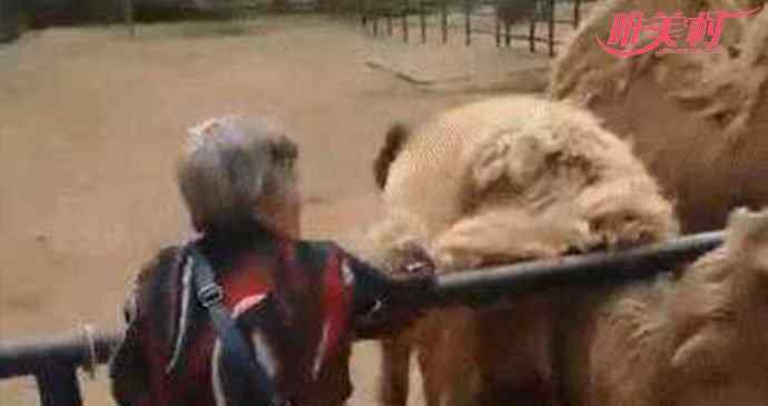 骆驼毛 大妈逛动物园薅骆驼毛 这特殊癖好也是醉了